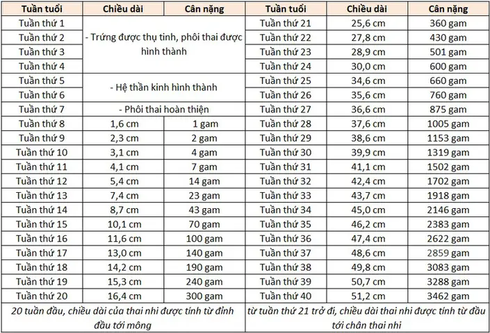 Thai 17 Tuần Nặng Bao Nhiêu? Cân Nặng & Chiều Dài Chuẩn Who Cho Thai Nhi 17 Tuần Thai 17 Tuần Nặng Bao Nhiêu? Cân Nặng & Chiều Dài Chuẩn Who Cho Thai Nhi 17 Tuần