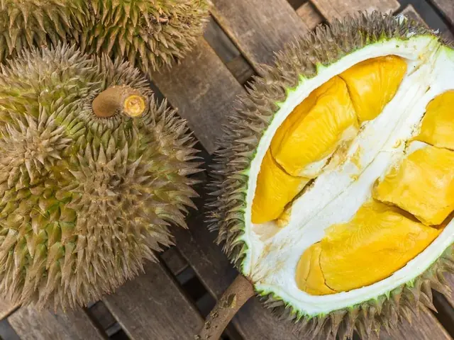 Bà Bầu 3 Tháng Đầu Có Nên Ăn Sầu Riêng Không? Lợi Ích, Tác Hại Và Lưu Ý Chi Tiết Bà Bầu 3 Tháng Đầu Có Nên Ăn Sầu Riêng Không? Lợi Ích, Tác Hại Và Lưu Ý Chi Tiết