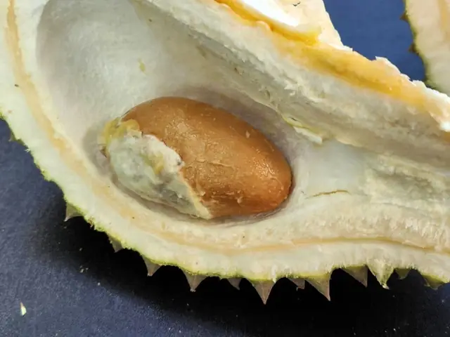 Bà Bầu Có Nên Ăn Hạt Sầu Riêng Luộc? Lợi Ích, Rủi Ro Và Lưu Ý