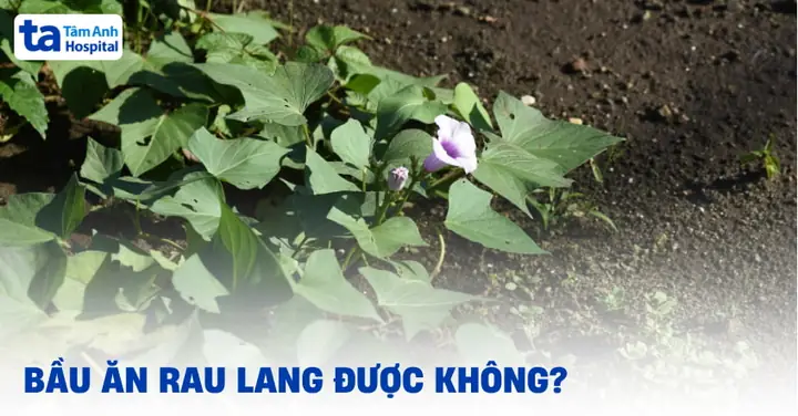 Bà Bầu Ăn Nhiều Rau Lang Có Tốt Không: Lợi Ích, Lưu Ý Và Cách Ăn An Toàn Bà Bầu Ăn Nhiều Rau Lang Có Tốt Không: Lợi Ích, Lưu Ý Và Cách Ăn An Toàn