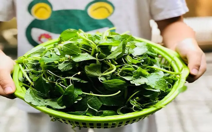 Bà Bầu Có Ăn Được Rau Dền Không? Lợi Ích Và Lưu Ý Khi Sử Dụng