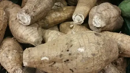Bà Bầu Ăn Sắn Dây Luộc Được Không? Lợi Ích, Tác Hại Và Lưu Ý Bà Bầu Ăn Sắn Dây Luộc Được Không? Lợi Ích, Tác Hại Và Lưu Ý