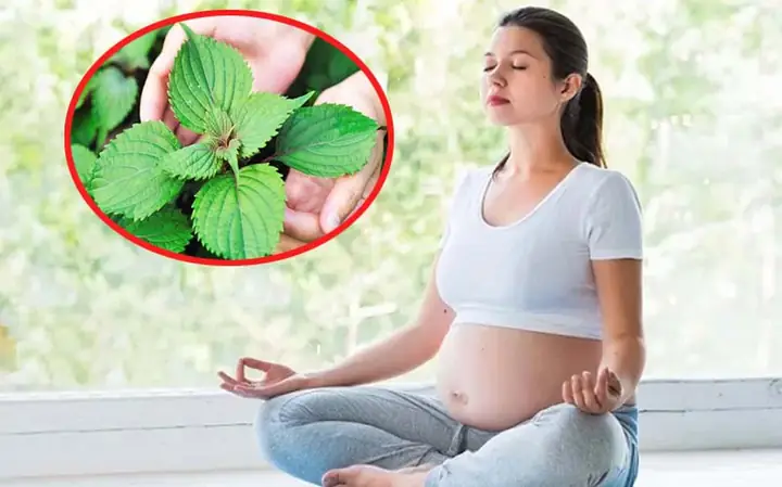 Bà Bầu Có Được Ăn Lá Tía Tô Không? Lợi Ích, Lưu Ý & Cách Dùng An Toàn