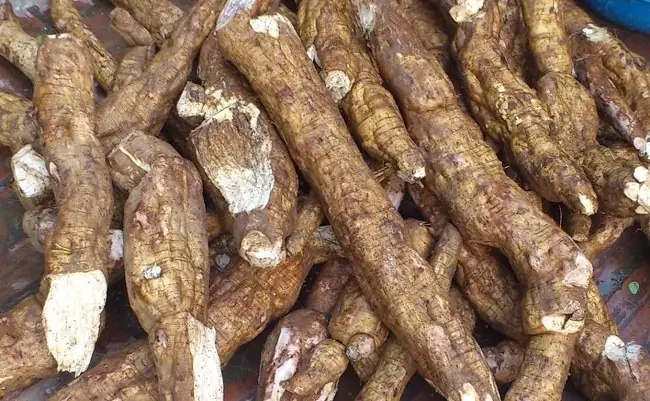 Bà Bầu Có Nên Ăn Củ Sắn Dây Luộc Không? Lợi Ích Và Lưu Ý Quan Trọng