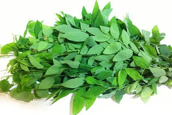 Bà Đẻ Ăn Rau Ngót Nhiều Có Tốt Không? Lợi Ích & Lưu Ý Cần Biết