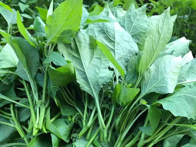Bà Đẻ Ăn Rau Tầm Bóp Được Không? Chuyên Gia Giải Đáp Chi Tiết Bà Đẻ Ăn Rau Tầm Bóp Được Không? Chuyên Gia Giải Đáp Chi Tiết