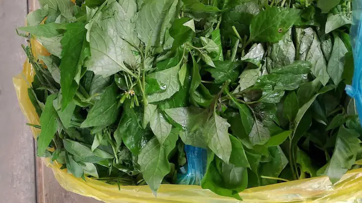 Bà Đẻ Ăn Rau Tầm Bóp Được Không? Chuyên Gia Giải Đáp Chi Tiết Bà Đẻ Ăn Rau Tầm Bóp Được Không? Chuyên Gia Giải Đáp Chi Tiết
