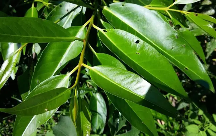 Bà Đẻ Uống Lá Vối Có Tốt Không? Lợi Ích & Lưu Ý Chi Tiết