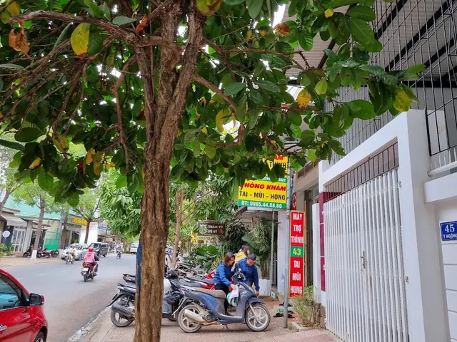 Bác Sĩ Hoàng Anh: Tìm Kiếm Chuyên Gia Tai Mũi Họng Uy Tín Tại Ban Mê Thuột Bác Sĩ Hoàng Anh: Tìm Kiếm Chuyên Gia Tai Mũi Họng Uy Tín Tại Ban Mê Thuột