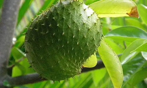Bầu Ăn Na Xiêm Được Không? Lợi Ích Và Lưu Ý An Toàn Cho Mẹ Bầu