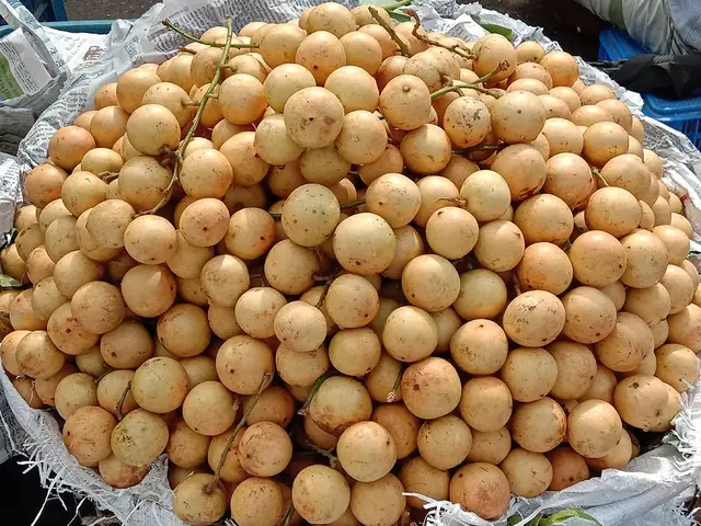 Bà Bầu Ăn Bòn Bon Được Không? Lợi Ích & Lưu Ý An Toàn
