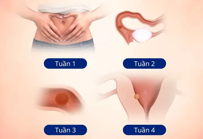 Bụng Bầu 1 Tháng To Như Thế Nào? Hình Ảnh Và Dấu Hiệu Nhận Biết Sớm Bụng Bầu 1 Tháng To Như Thế Nào? Hình Ảnh Và Dấu Hiệu Nhận Biết Sớm