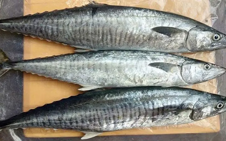 Bà Bầu Ăn Cá Thu Có Tốt Không? Lợi Ích, Rủi Ro Và Lưu Ý Từ Chuyên Gia Bà Bầu Ăn Cá Thu Có Tốt Không? Lợi Ích, Rủi Ro Và Lưu Ý Từ Chuyên Gia