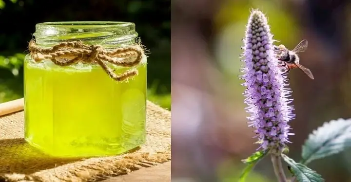 Khám Phá Các Loại Mật Ong Trên Thị Trường: Loại Nào Ngon, Tốt Và Phù Hợp Với Bạn?