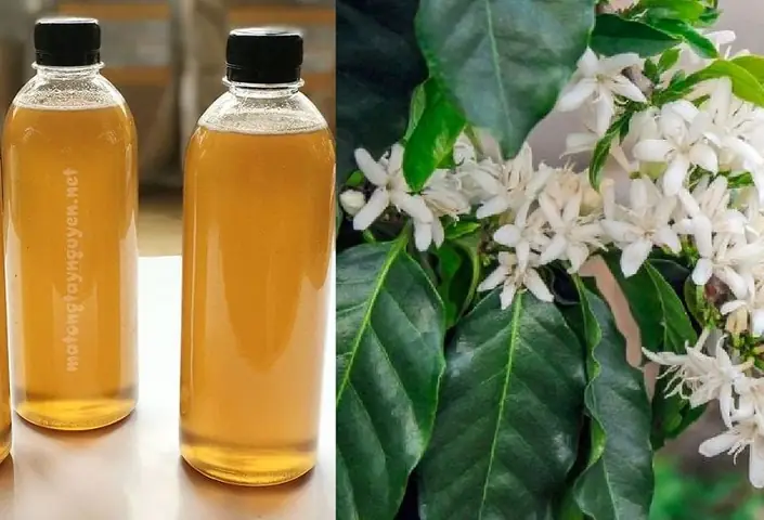 Khám Phá Các Loại Mật Ong Trên Thị Trường: Loại Nào Ngon, Tốt Và Phù Hợp Với Bạn?