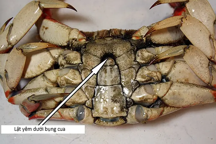 Cách Bảo Quản Thịt Cua Cho Bé Ăn Dặm Tươi Ngon, An Toàn