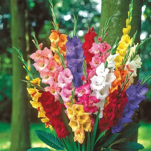 Hướng Dẫn Chi Tiết Cách Bó Hoa Lay Ơn Đẹp, Tươi Lâu Đón Tết Kèm Bí Quyết Chọn Hoa Hướng Dẫn Chi Tiết Cách Bó Hoa Lay Ơn Đẹp, Tươi Lâu Đón Tết Kèm Bí Quyết Chọn Hoa