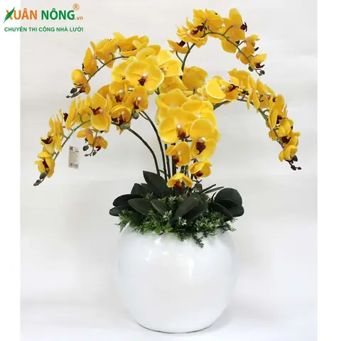 Hướng Dẫn Cách Cắm Hoa Lan Đơn Giản, Đẹp Mê Ly Tại Nhà Cho Mọi Dịp