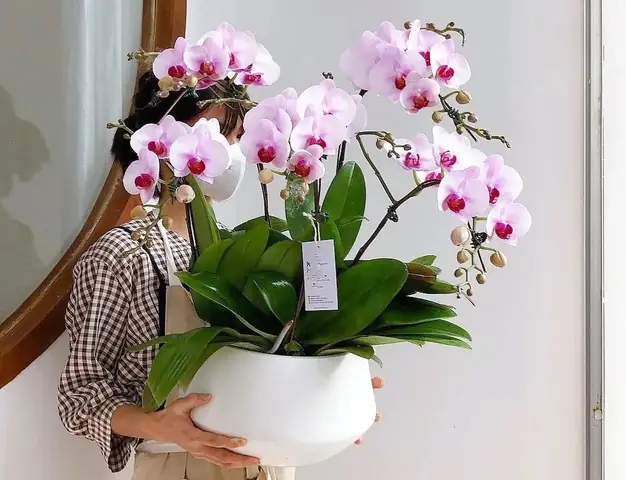 Hướng Dẫn Cách Cắm Hoa Lan Trong Bình Đẹp, Đơn Giản Tại Nhà