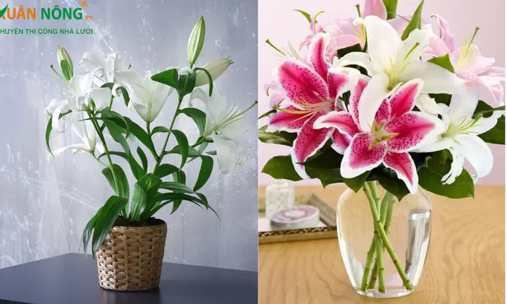 Cách Cắm Hoa Ly Trong Lọ Đẹp, Tươi Lâu Chuẩn Phong Thủy