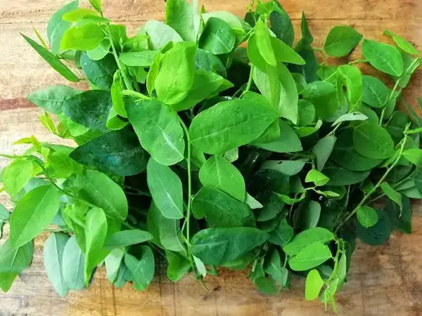 Cách Đánh Tưa Lưỡi Bằng Rau Ngót Cho Bé: Hướng Dẫn Chi Tiết & Lưu Ý An Toàn Cách Đánh Tưa Lưỡi Bằng Rau Ngót Cho Bé: Hướng Dẫn Chi Tiết & Lưu Ý An Toàn
