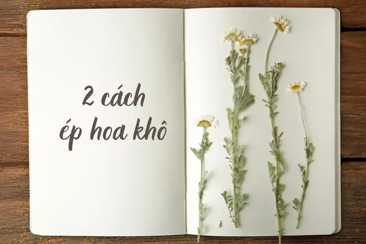 Hướng Dẫn Chi Tiết Cách Ép Hoa Khô Trong Sách Giữ Màu Bền Đẹp Hướng Dẫn Chi Tiết Cách Ép Hoa Khô Trong Sách Giữ Màu Bền Đẹp