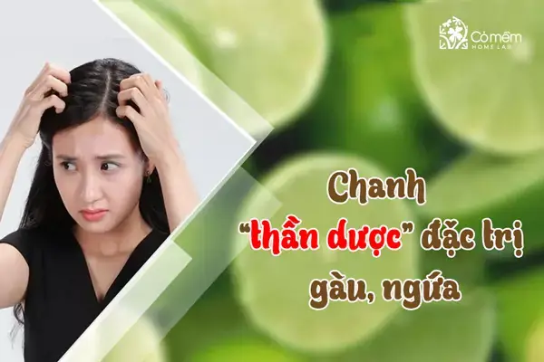 Cách Gội Đầu Hết Gàu Hiệu Quả & Ngăn Ngừa Tái Phát: Hướng Dẫn Chi Tiết Từ Chuyên Gia