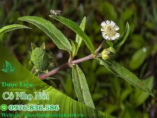 Hạ Sốt Cho Trẻ Bằng Lá Nhọ Nồi: Cách Dùng An Toàn & Hiệu Quả Theo Kinh Nghiệm Dân Gian