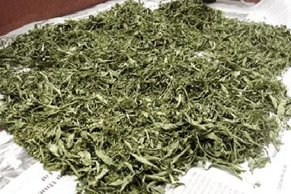 Cách Làm Gối Lá Đinh Lăng Cho Trẻ Ngủ Ngon, Chống Mồ Hôi Trộm Tại Nhà Cách Làm Gối Lá Đinh Lăng Cho Trẻ Ngủ Ngon, Chống Mồ Hôi Trộm Tại Nhà