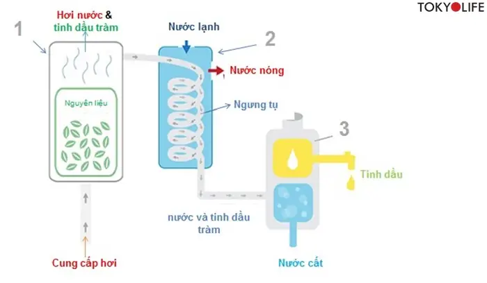 Hướng Dẫn Làm Tinh Dầu Thiên Nhiên Tại Nhà: Đơn Giản, An Toàn Và Hiệu Quả