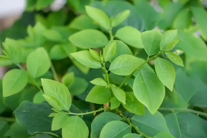 Cách Rơ Lưỡi Cho Bé Bằng Rau Ngót: Hướng Dẫn Chi Tiết & Lưu Ý Quan Trọng
