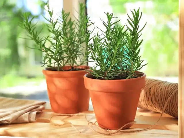 15+ Cách Tạo Hương Thơm Ngát Cho Ngôi Nhà Tự Nhiên & An Toàn
