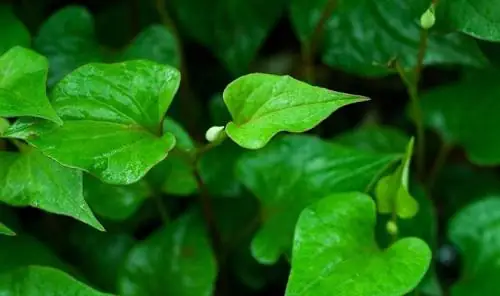 Cách Trị Mụn Ẩn Dưới Da Bằng Thiên Nhiên: Bí Quyết Dưỡng Da Sáng Mịn An Toàn Tại Nhà Cách Trị Mụn Ẩn Dưới Da Bằng Thiên Nhiên: Bí Quyết Dưỡng Da Sáng Mịn An Toàn Tại Nhà