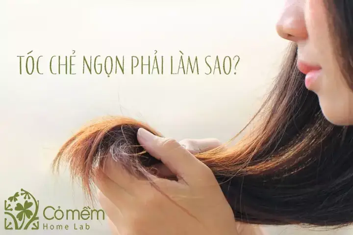 Tạm Biệt Tóc Chẻ Ngọn: Nguyên Nhân, Cách Khắc Phục Và Bí Quyết Chăm Sóc Hiệu Quả Tại Nhà