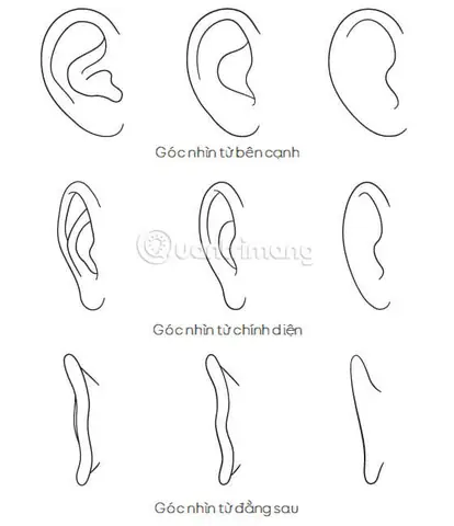Cách Vẽ Tai Cách Vẽ Tai