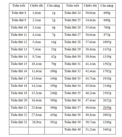 Cân Nặng Thai Nhi Tuần 31: Chuẩn Who, Phát Triển Và Lời Khuyên Cho Mẹ Bầu Cân Nặng Thai Nhi Tuần 31: Chuẩn Who, Phát Triển Và Lời Khuyên Cho Mẹ Bầu