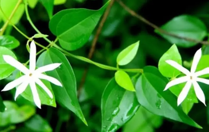 Chè Vằng: Tác Dụng Tuyệt Vời Cho Sức Khỏe Và Những Lưu Ý Quan Trọng Chè Vằng: Tác Dụng Tuyệt Vời Cho Sức Khỏe Và Những Lưu Ý Quan Trọng