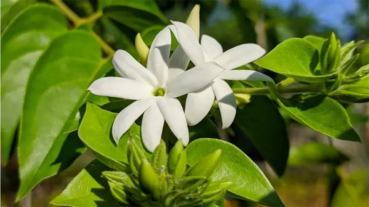 Chè Vằng: Tác Dụng Tuyệt Vời Cho Sức Khỏe Và Những Lưu Ý Quan Trọng Chè Vằng: Tác Dụng Tuyệt Vời Cho Sức Khỏe Và Những Lưu Ý Quan Trọng
