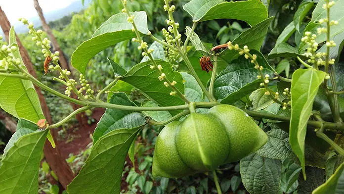 Cây Sa Chi: Công Dụng Chữa Bệnh, Cách Dùng Và Lợi Ích Toàn Diện