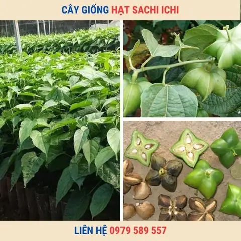 Cây Sa Chi: Công Dụng Chữa Bệnh, Cách Dùng Và Lợi Ích Toàn Diện
