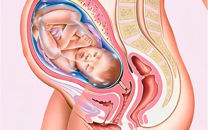Chỉ Số Thai Nhi 38 Tuần: Thông Số Chuẩn & Yếu Tố Cần Lưu Ý Cho Mẹ Bầu