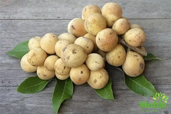 Cho Con Bú Có Ăn Được Quả Bòn Bon Không? Lợi Ích Và Lưu Ý