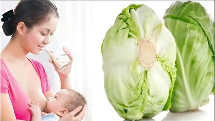 Cho Con Bú Có Nên Ăn Bắp Cải Không? Lợi Ích Và Lưu Ý Quan Trọng