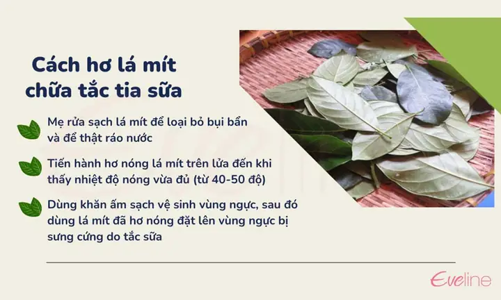 Lá Mít Chữa Tắc Tia Sữa: Hiệu Quả, Cách Thực Hiện & Lưu Ý Cần Biết Cho Mẹ Sau Sinh Lá Mít Chữa Tắc Tia Sữa: Hiệu Quả, Cách Thực Hiện & Lưu Ý Cần Biết Cho Mẹ Sau Sinh