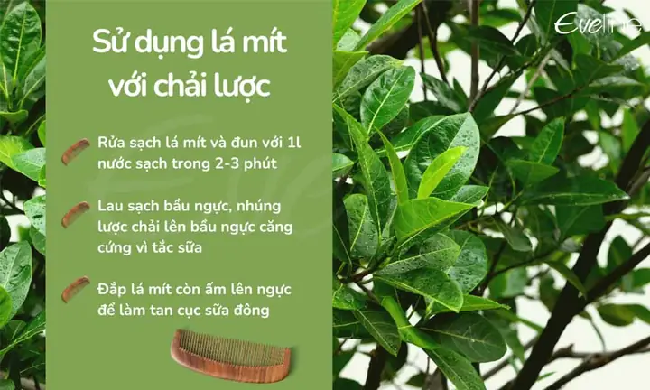 Lá Mít Chữa Tắc Tia Sữa: Hiệu Quả, Cách Thực Hiện & Lưu Ý Cần Biết Cho Mẹ Sau Sinh Lá Mít Chữa Tắc Tia Sữa: Hiệu Quả, Cách Thực Hiện & Lưu Ý Cần Biết Cho Mẹ Sau Sinh