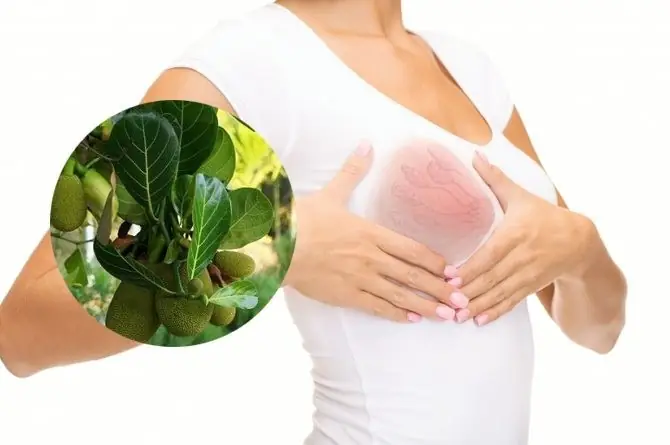 Lá Mít Chữa Tắc Tia Sữa: Hiệu Quả, Cách Thực Hiện & Lưu Ý Cần Biết Cho Mẹ Sau Sinh Lá Mít Chữa Tắc Tia Sữa: Hiệu Quả, Cách Thực Hiện & Lưu Ý Cần Biết Cho Mẹ Sau Sinh