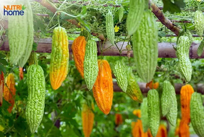 Bà Bầu Ăn Canh Khổ Qua Được Không? Hướng Dẫn Ăn Đúng Cách & Lưu Ý