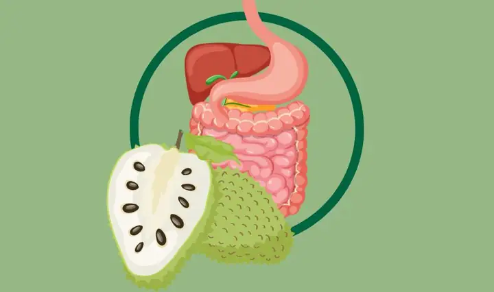 Bà Bầu Ăn Mãng Cầu Được Không? Lợi Ích, Tác Hại & Lưu Ý