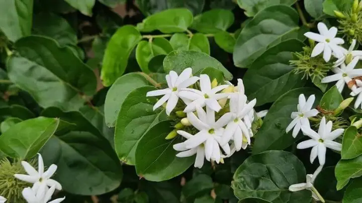 Cao Chè Vằng: Tác Dụng Toàn Diện, Lưu Ý Khi Sử Dụng Cho Mẹ Sau Sinh Và Người Quan Tâm Sức Khỏe