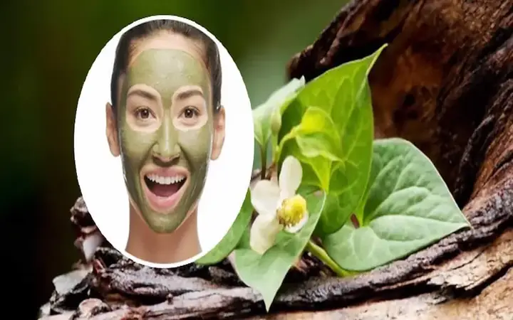 Công Dụng Mặt Nạ Diếp Cá: Trị Mụn, Giảm Thâm & Làm Dịu Da Hiệu Quả Công Dụng Mặt Nạ Diếp Cá: Trị Mụn, Giảm Thâm & Làm Dịu Da Hiệu Quả